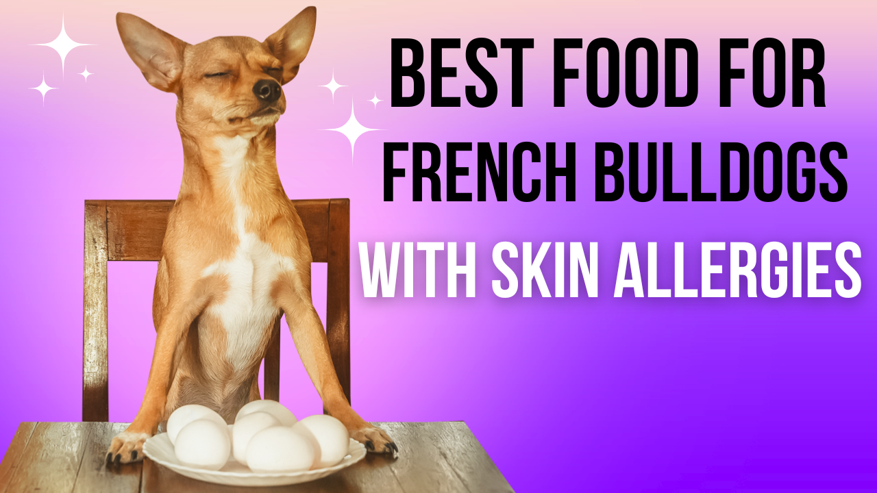 Best Food for French Bulldogs with Skin Allergies 2024