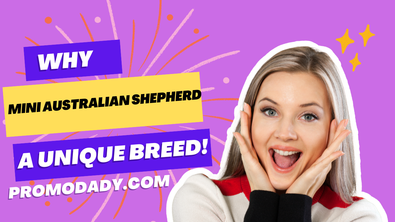 Why Mini Australian Shepherd were Unique Breed in 2025- Promodady