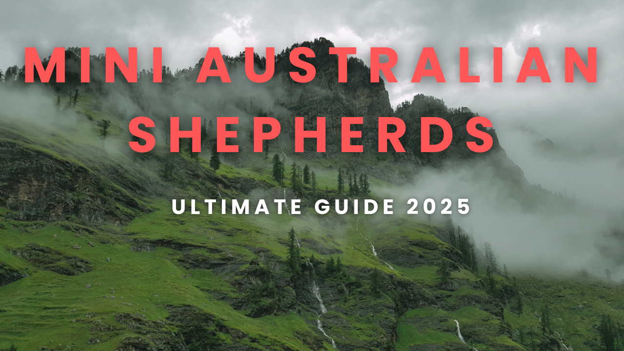 Mini Australian Shepherds Ultimate Guide 2025