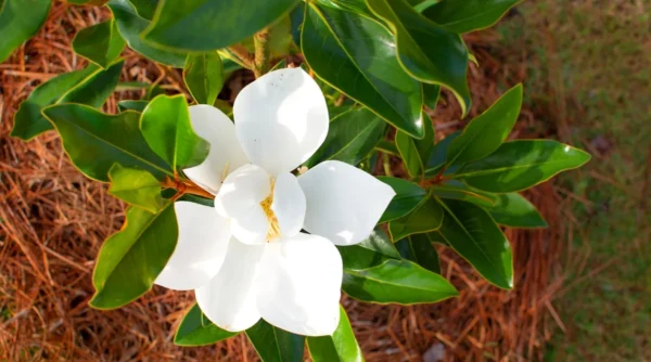 magnolia tree sale