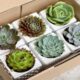 1800 Flowers Plant Sale